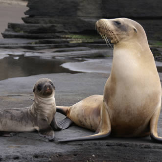Sea Lion, Galapagos Highlights Tour